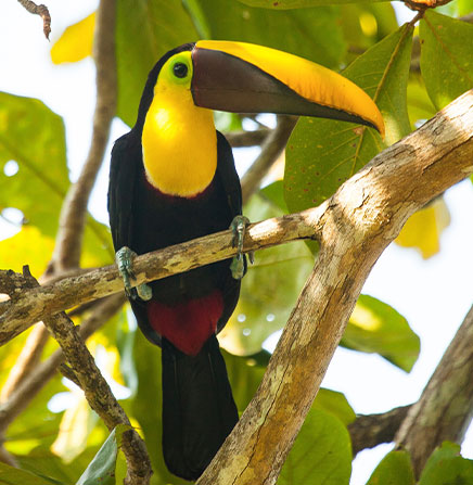Toucan-Bird-Costa-Rica