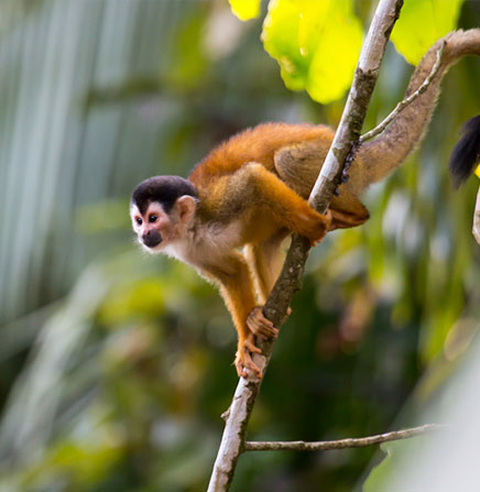 Monkey-Manuel-Antonio-Costa-Rica