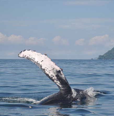 Whale-watching-tour-nicoya-gulf-costa-rica